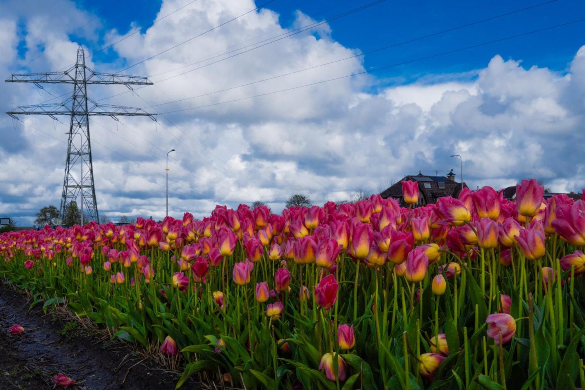 Glamping De Hof Van Eeden Warmond Exteriér fotografie